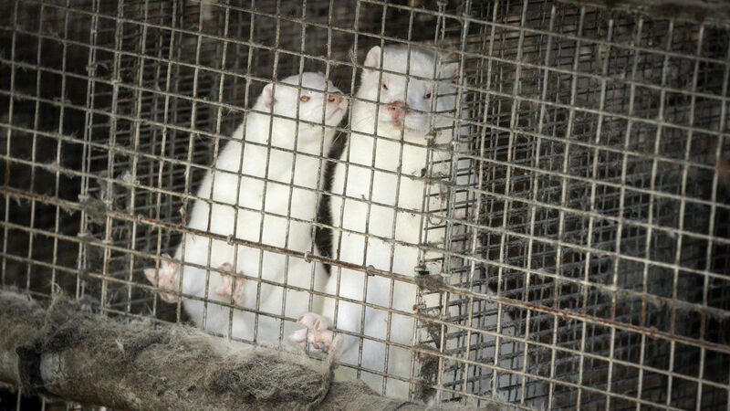 Denmark wants to cull 15 million mink over Covid fears