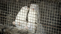 Virus Outbreak Denmark Mink