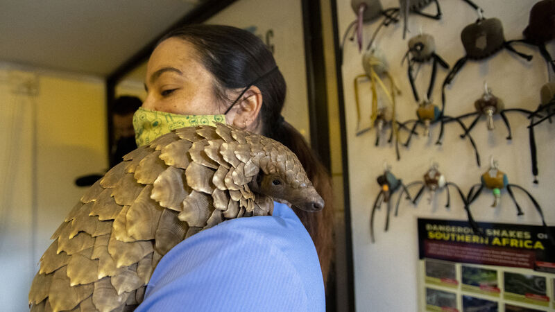 Pangolin patrol: Volunteer team rescues endangered animals