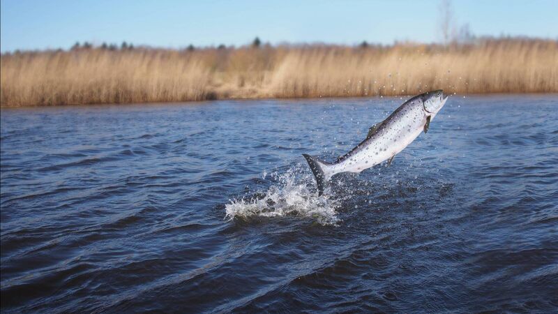 Inland Fisheries Ireland open applications for grant funding