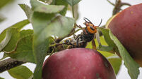 Asian Hornet