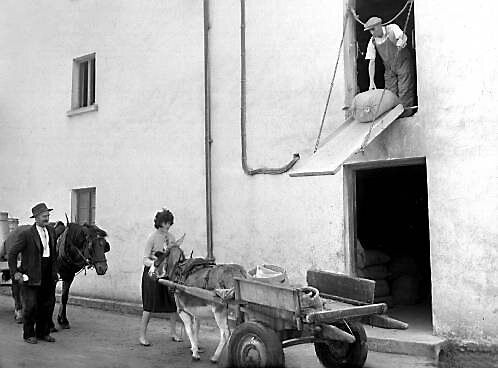 Donkeys taking the burden at Barryroe Creamery in Cork in 1961 Donkeys taking the burden at Barryroe Creamery in Cork in 1961