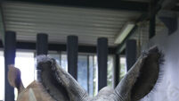 White rhino born at Disney World