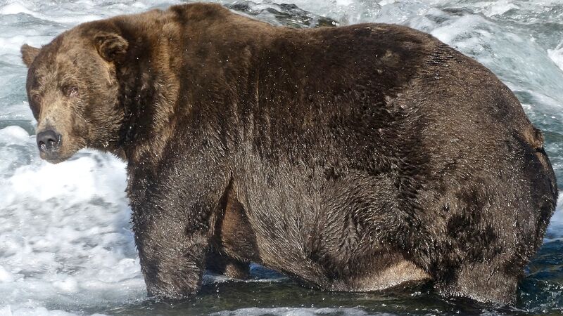 Winner of ‘fattest bear’ competition crowned ahead of hibernation season Winner of ‘fattest bear’ competition crowned ahead of hibernation season