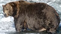 Winner of ‘fattest bear’ competition crowned ahead of hibernation season