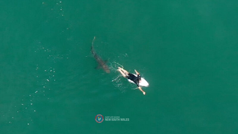 Drone video captures surfer’s close encounter with shark in Australia