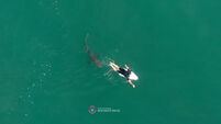 Drone video captures surfer’s close encounter with shark in Australia