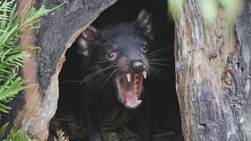 Feisty Tasmanian devils roaming Australian mainland again Feisty Tasmanian devils roaming Australian mainland again