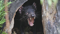 Australia Tasmanian Devils