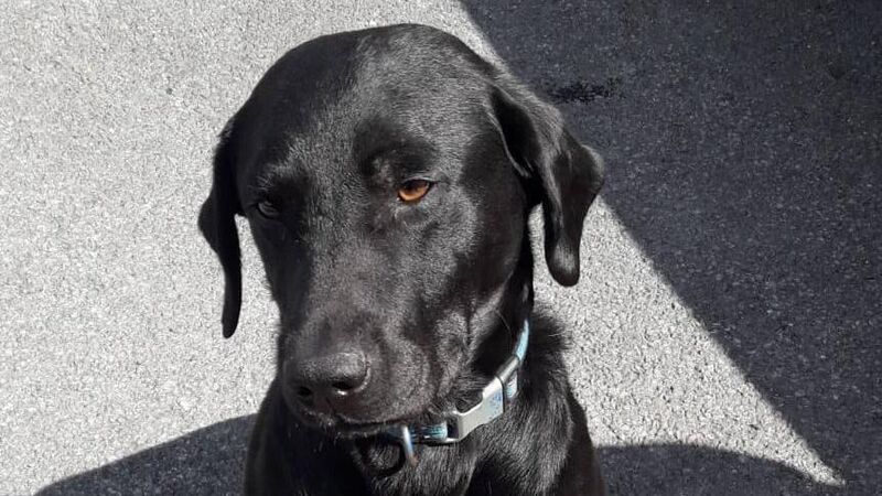 Garda dog Rex helps Gardaí find drugs in Cork city 