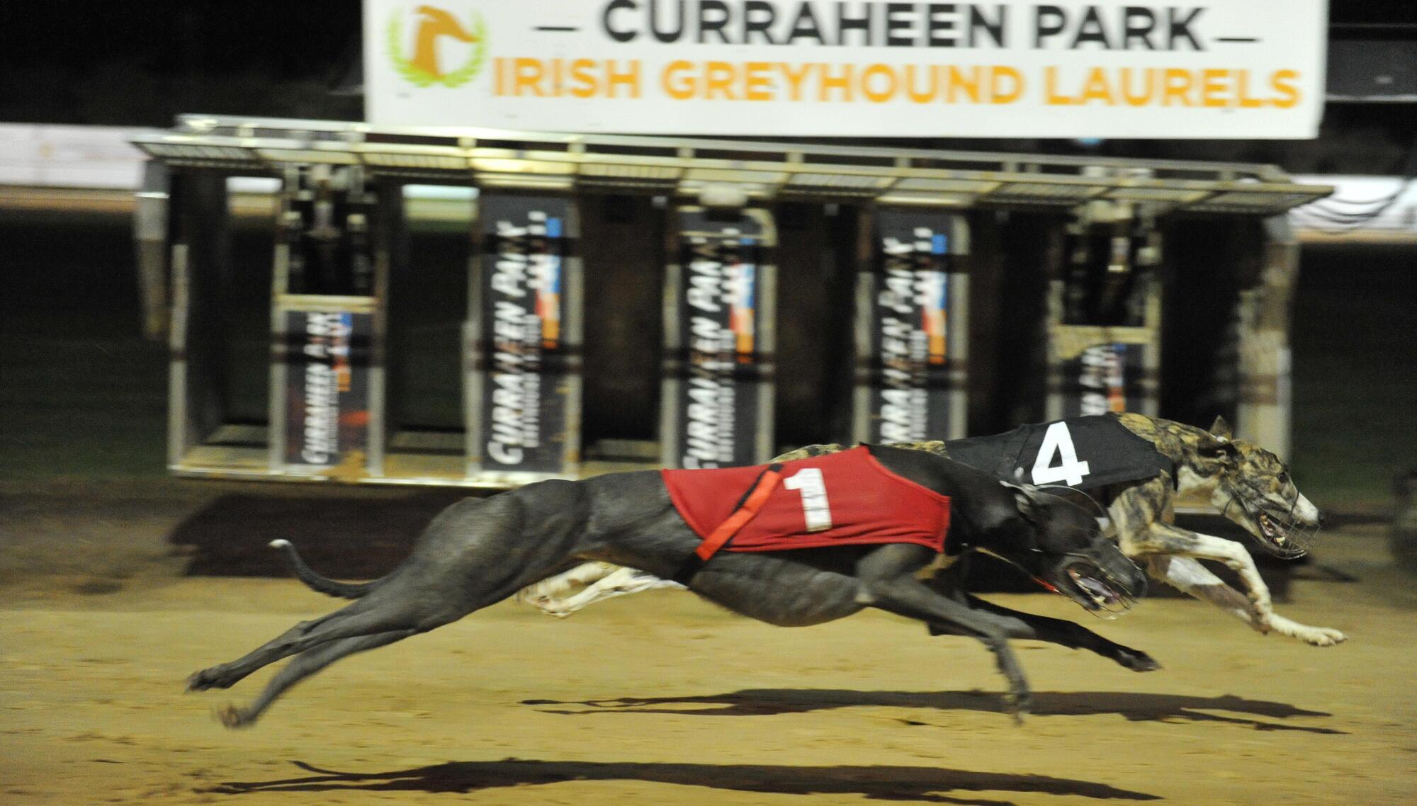 Spotlight Is On Curraheen Park For The 30 000 Irish Greyhounds Laurels Final