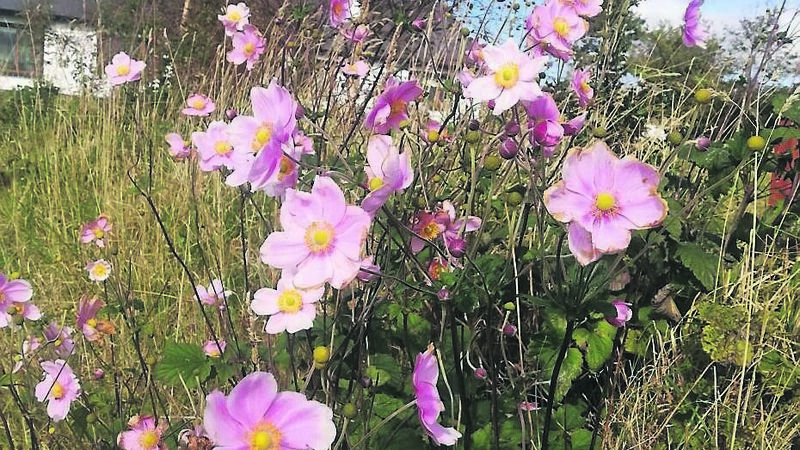 Autumn can be a golden age in garden