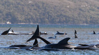 Australia Whales