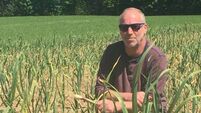 Great to taste garlic grown here in Cork