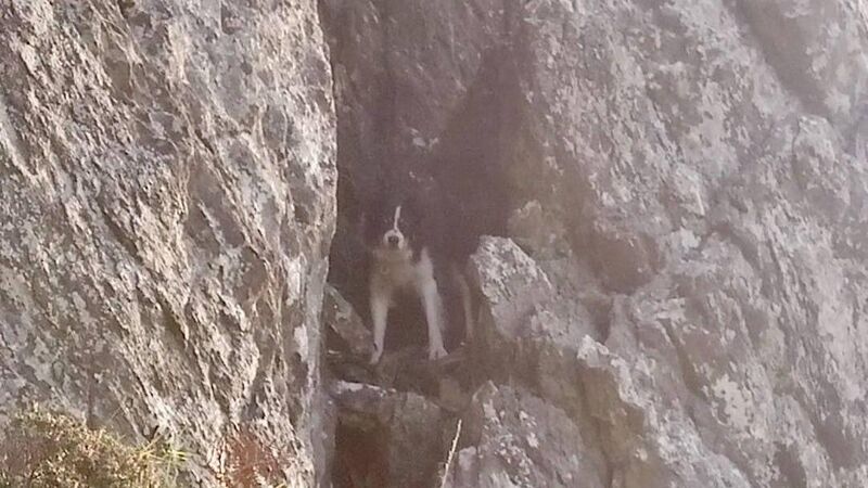 Canine conundrum: Collie rescued by Coast Guard in West Cork Canine conundrum: Collie rescued by Coast Guard in West Cork
