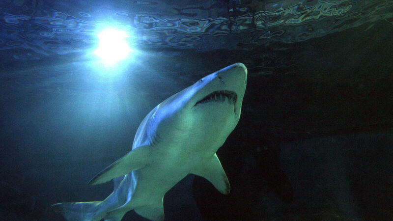 Australia officials probe if dead shark in net killed surfer