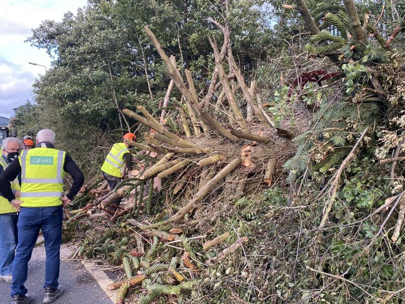 The Monkey Puzzle Tree being secured for distribution. Pic: Peter Horgan 