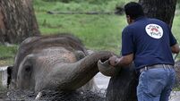 Pakistan Elephant