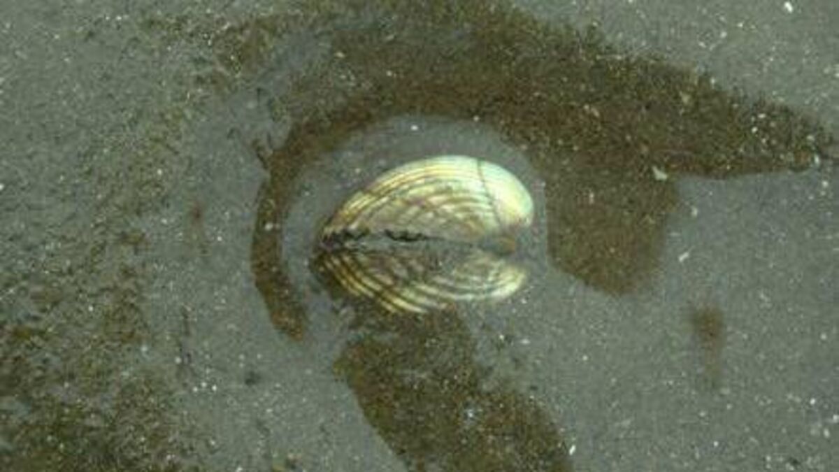 UCC Scientists call for comprehensive shellfish studies to safeguard ...