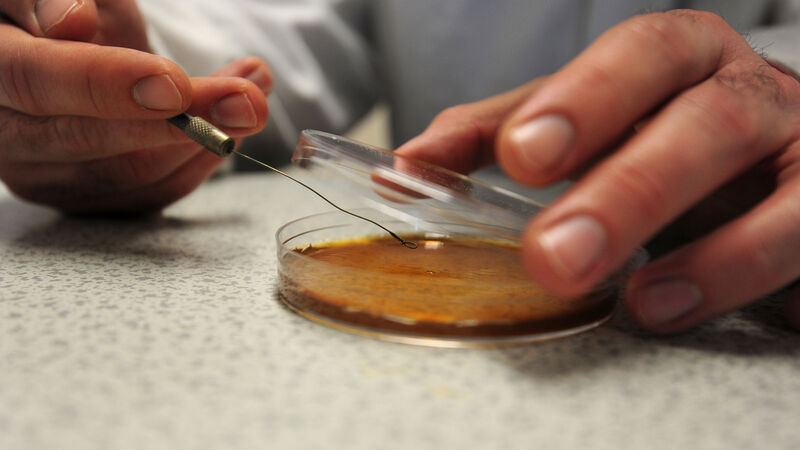 Cork research highlights role for bacteria in the fight against viruses