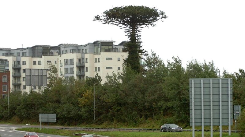 Public can now request a piece of Mahon's iconic Monkey Puzzle tree Public can now request a piece of Mahon's iconic Monkey Puzzle tree