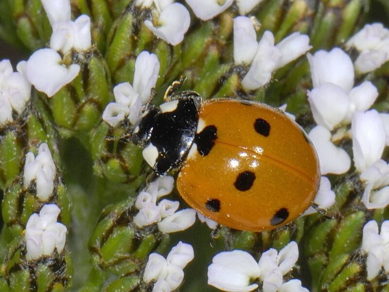 The Irish Ladybird Research Project is based at Fota Wildlife Park and School of Biological, Earth and Environmental Sciences with the project scholar, Gill Weyman. The Irish Ladybird Research Project is based at Fota Wildlife Park and School of Biological, Earth and Environmental Sciences with the project scholar, Gill Weyman.