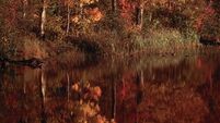 Autumn Forest and Reflection in Lake