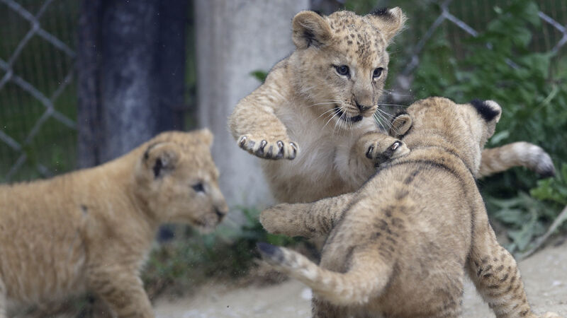 Three rare Barbary lion cubs born at zoo venture outside to play