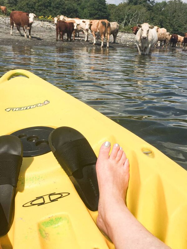 Cattle watched Cammy in bemusement like a ‘welcoming committee’ as she kayaked past them on the Bantry Blueway. Pictures: Cammy Harley Cattle watched Cammy in bemusement like a ‘welcoming committee’ as she kayaked past them on the Bantry Blueway. Pictures: Cammy Harley