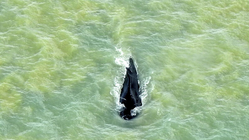 Whale swims free of crocodile-filled Australian river Whale swims free of crocodile-filled Australian river