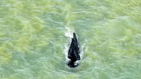 Australia Lost Whale