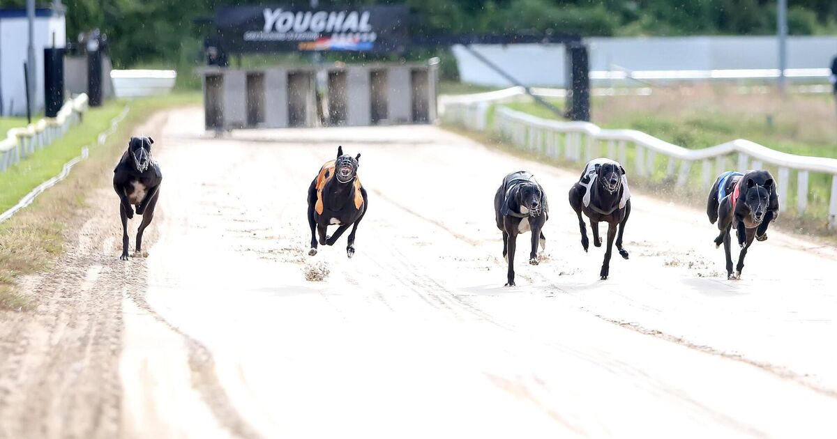 Youghal Greyhound Track to remain open pending review next year