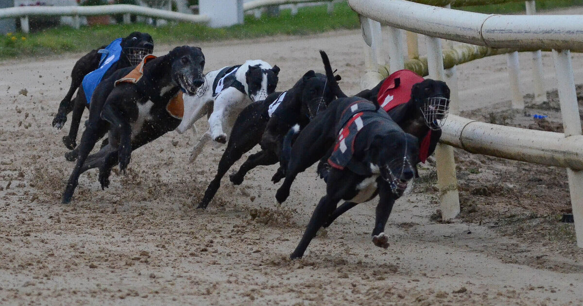 Youghal greyhound track to remain open until end of 2022 at least