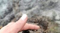 Perfectly preserved Ice Age cave bear found in Arctic Russia