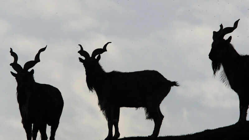Goat clambers into patrol car and munches on police paperwork Goat clambers into patrol car and munches on police paperwork