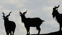 Markhor goats