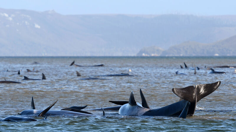 70 whales rescued from Australia’s worst mass beaching 70 whales rescued from Australia’s worst mass beaching