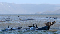 Australia Whales