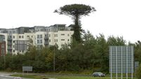 Calls for Cork 'landmark' tree to be kept local after it came crashing down during Storm Ellen