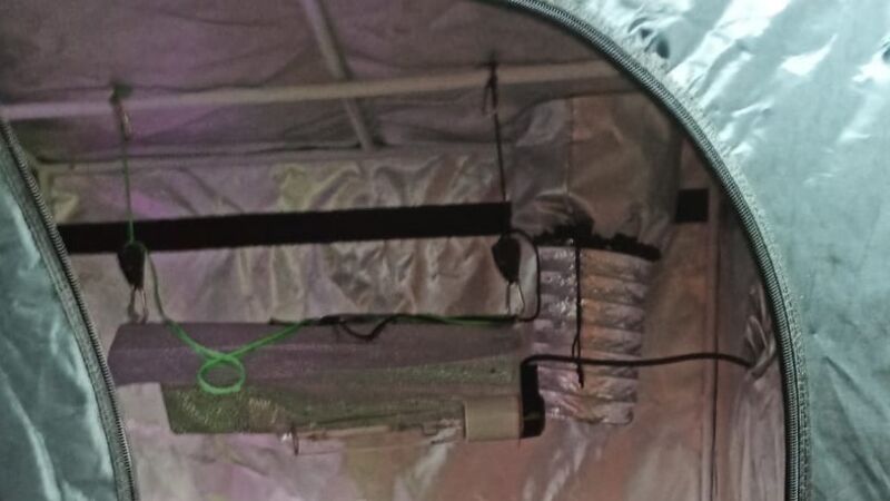 Man arrested in connection with seizure of suspected cannabis plants in Cork city