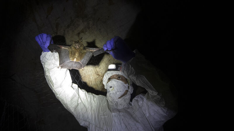 Bats caught in Thai countryside as researchers probe coronavirus origins