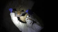 Thailand Bat Catchers Photo Gallery