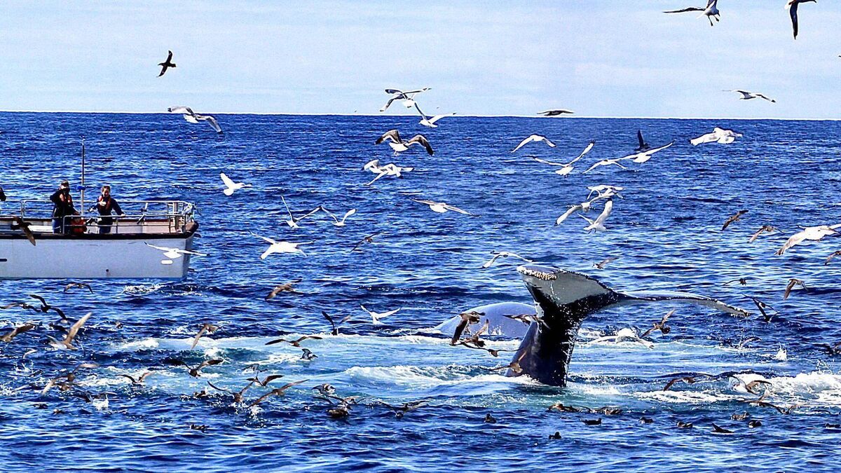 Watch: Incredible drone footage of Ireland's 'best known humpback whale' off the coast of Cork