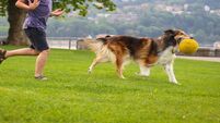 Cork dog charity warns about purchasing stolen pets or from puppy farms