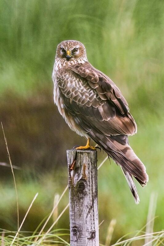 Female Hen Harrier. Picture: Mike Brown. Female Hen Harrier. Picture: Mike Brown.