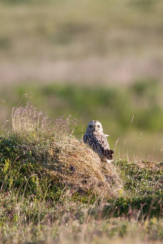 Short-eared owl. Picture: Mark Carmody. Short-eared owl. Picture: Mark Carmody.