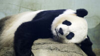 Nation's Capital Baby Panda