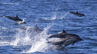 Dolphin stampede greets California whale watchers