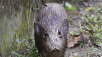 World’s smallest and rarest wild pigs put in virus lockdown
