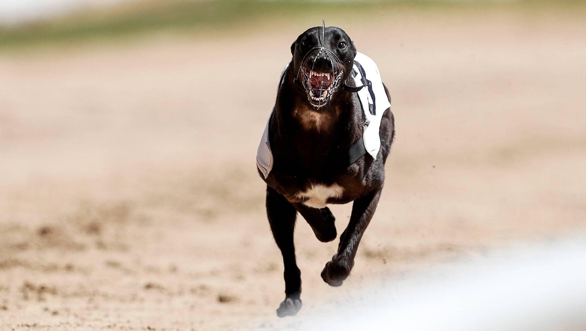 Greyhound trainers delighted to get back on the track at Curraheen and Youghal